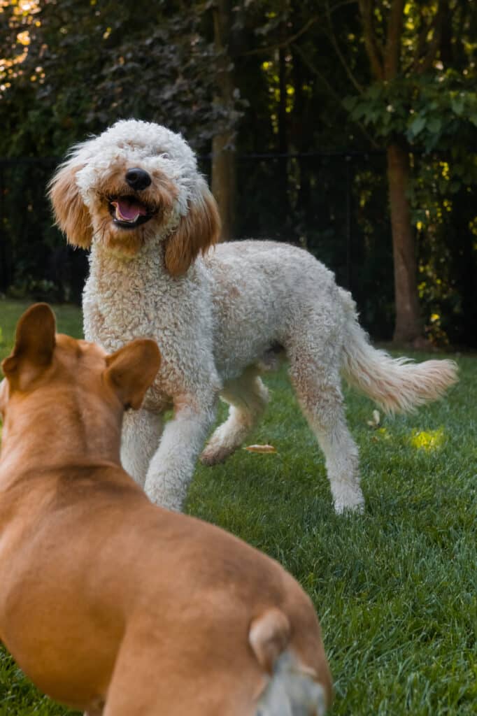 happy dog