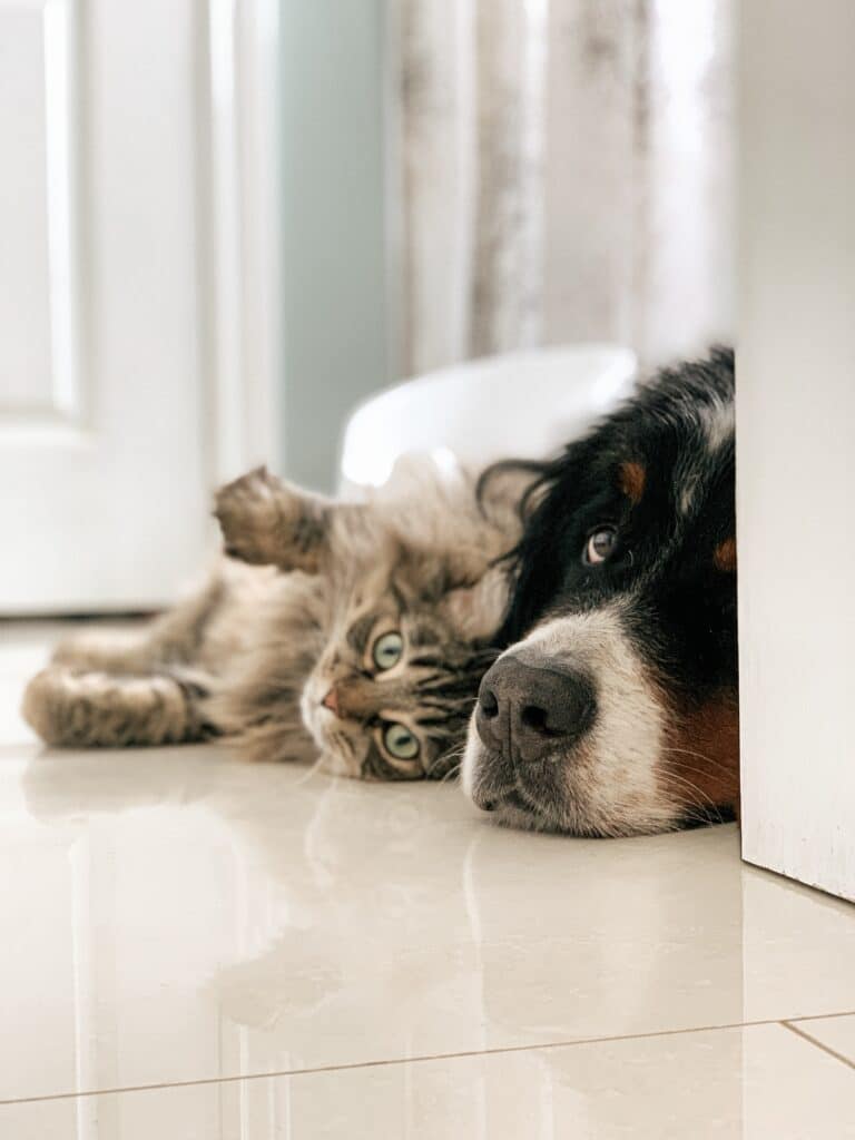 dog and cat laying down