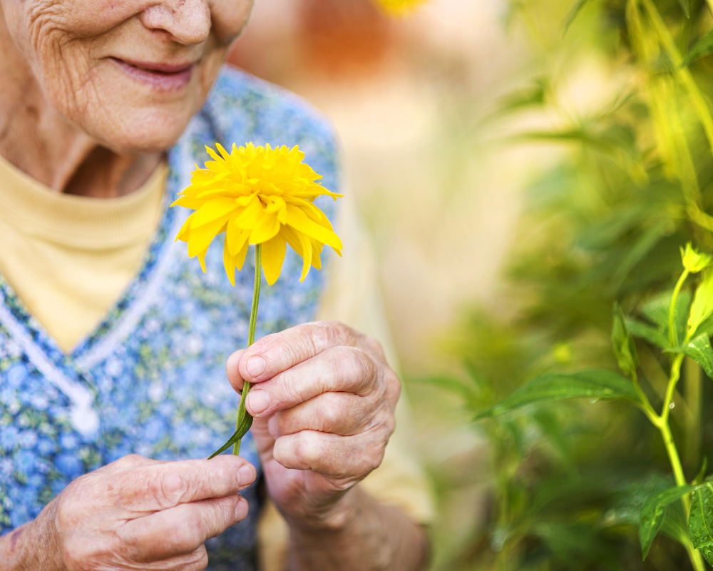Older adult reviewing CBD supplement options at home