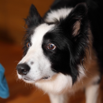 anxious dog that needs to CBD for pets