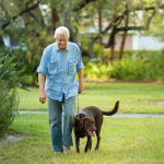 senior dog with mobility issues can benefit from cbd for pets