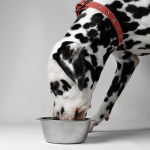 cbd for pets can help to improve digestion
