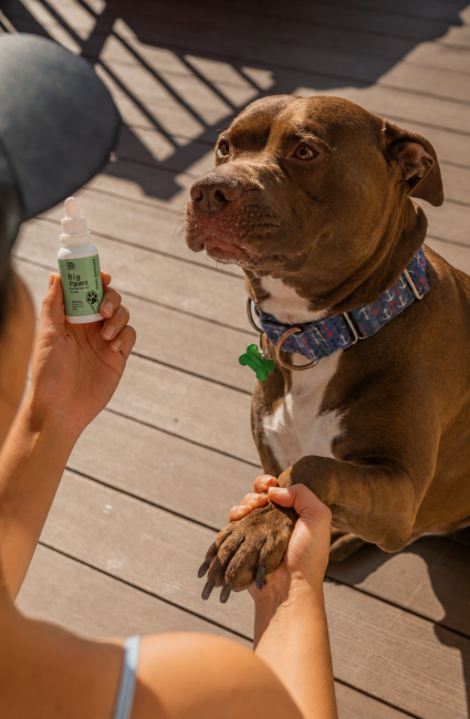 large breed dog canada taking big paws 3000mg full spectrum cbd oil for pets