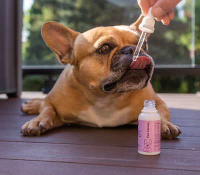 dogtakingcdboilforpets
